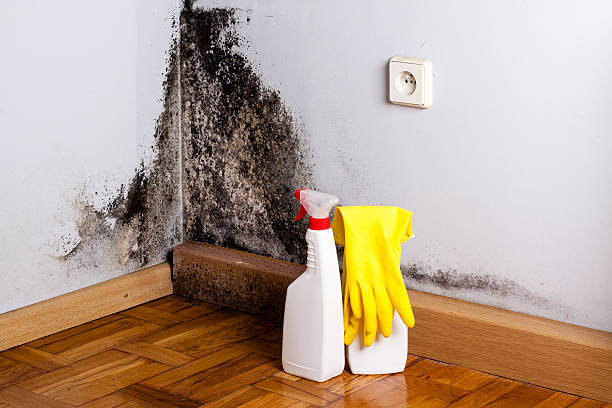 Best DIY Mold Remediation Support Services in Pine Bush, NY