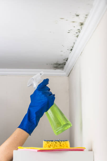 Best Kitchen Mold Remediation in Pine Bush, NY